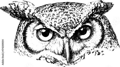 Owl portrait in detailed black and white sketch style. Realistic and sharp vector illustration with expressive features and intricate texture.