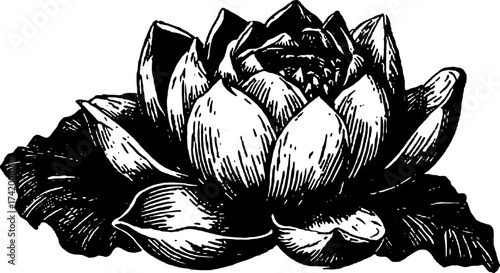 Lotus flower in black and white outline. Vintage engraving style with detailed petals and leaves, ideal for botanical vector illustration.