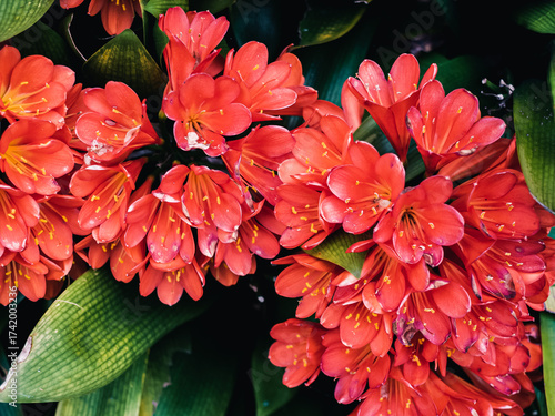 Clivia flower