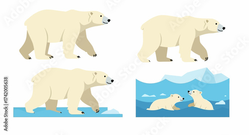 Four polar bear illustrations show them walking wading and cubs swimming in icy water