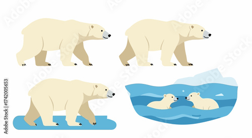 Four polar bear illustrations show them walking wading and cubs swimming in icy water