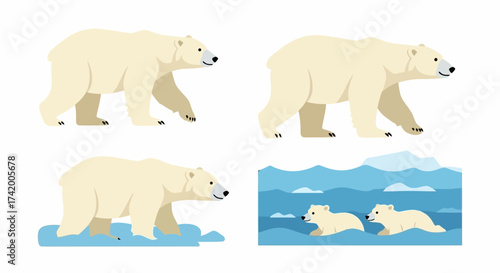 Four polar bear illustrations show them walking wading and cubs swimming in icy water