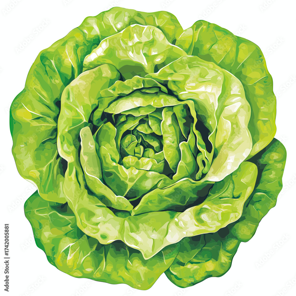Obraz premium Fresh green lettuce head close up top view isolated on white background healthy vegetable leafy organic food ingredient for cooking meals vector illustration flat style