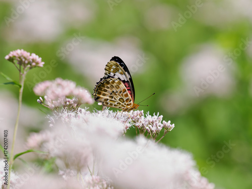 藤袴の蜜を吸う褄黒豹紋
