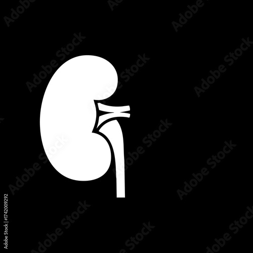 Human kidney organ medical illustration icon for health and science.