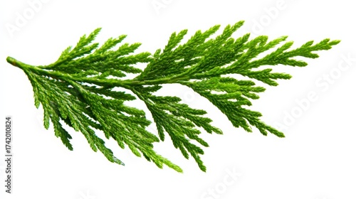 Vibrant green cedar branch isolated on white background