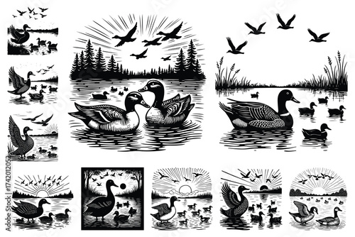 Black and white duck family and flock illustrations