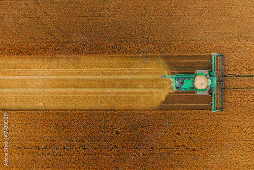 Fotomural A green combine harvester works through a golden brown field, leaving a clear harvested path