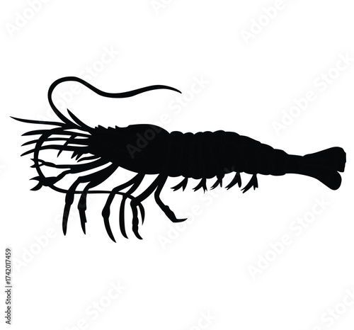 Cute cartoon hand drawn vector Shrimp silhouette.