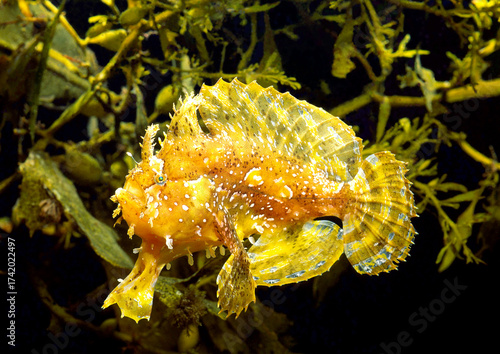 ハナオコゼ　流れ藻の魚