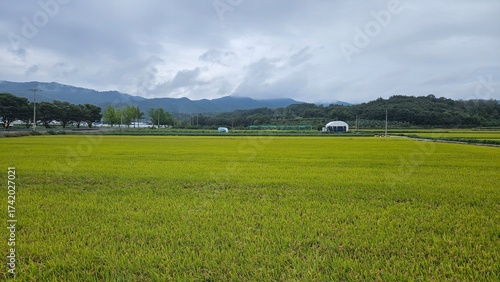 Beautiful mood where rice is ripe