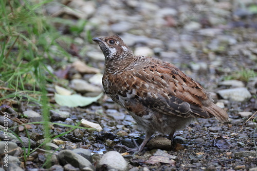The hazel grouse (Tetrastes bonasia vicinitas), sometimes called the hazel hen, is one of the smaller members of the grouse family of birds.