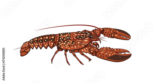 Detailed illustration of a spiny lobster with intricate spot patterns on a pure white isolated background