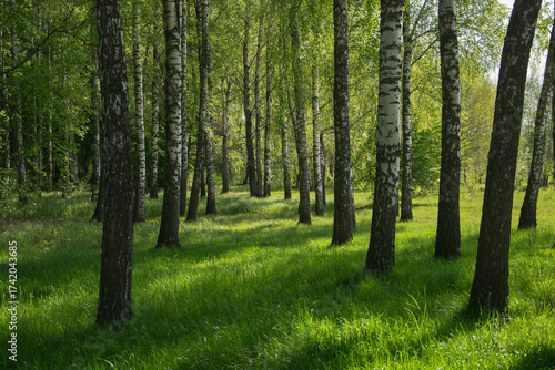 Spring birches in the morning sunlight