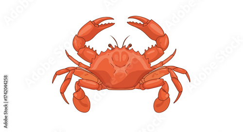 Detailed illustration of a vibrant orange crab with prominent claws, presented on a pure white background, perfect for educational or culinary