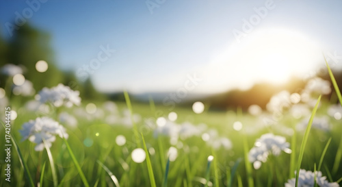A field of white flowers under a bright sunny sky day