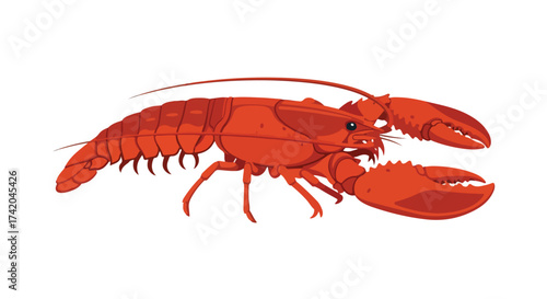 Vivid lobster illustration showcasing crustacean anatomy and bright red color, set against a clean, white background for optimal visual clarity