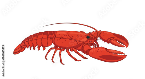 Vibrant Red Lobster Illustration: A Detailed Depiction of Seafood Crustacean on Isolated Background