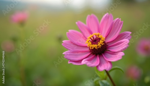 Close-up macro photo of vibrant pink daisy flower in bloom. Soft focus green field background. Delicate petals, yellow center detail. Nature beauty.