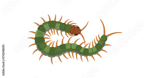 Illustrative cartoon of a centipede insect, showing its segmented body and numerous legs on white backdrop