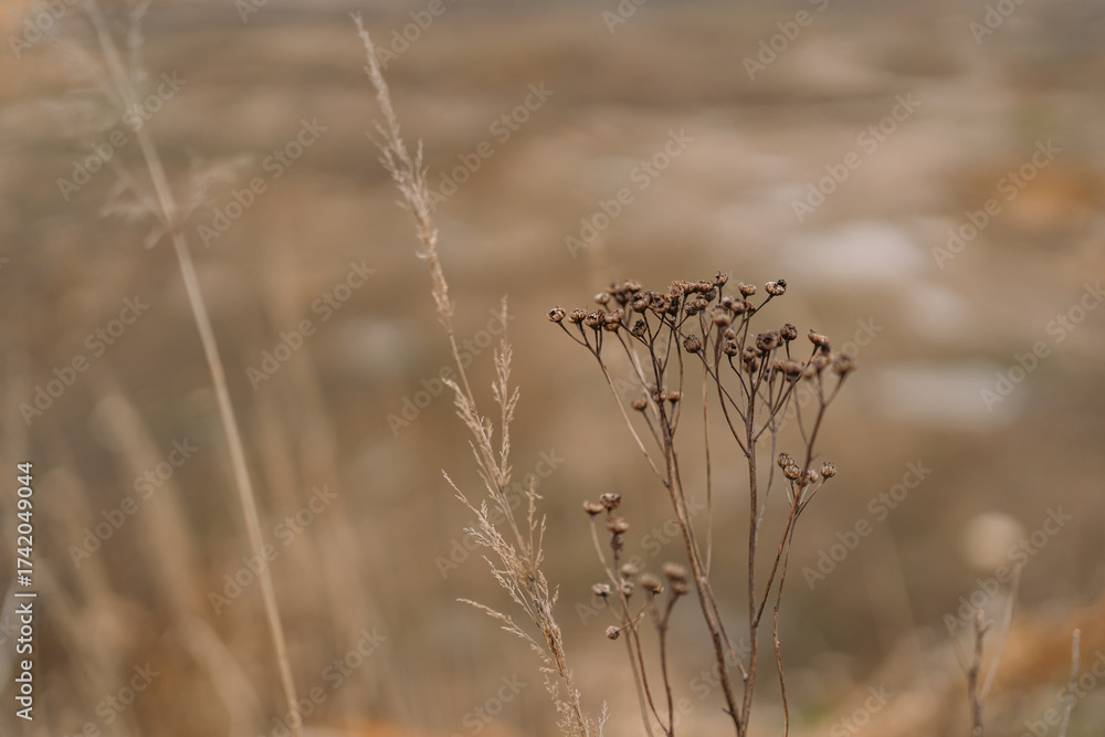 Fototapeta premium Minimal close-up of dried wildflowers and grasses with soft bokeh background in warm earthy tones, no people