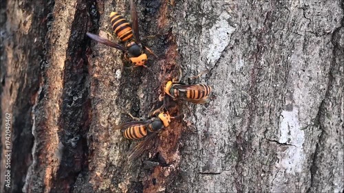 Asian giant hornets gathering around tree sap
