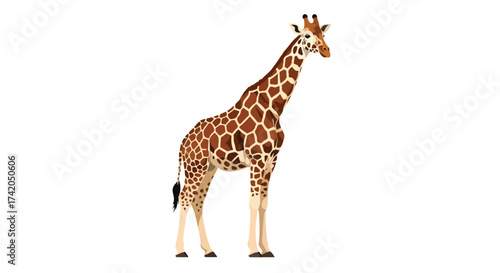 Detailed Giraffe Illustration: A Majestic Creature Standing Gracefully on a Clean Background