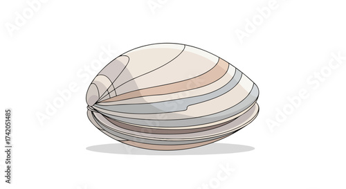 Detailed line art of a clam on a white background showcases the intricate shell patterns and elegant contours in a minimalist composition