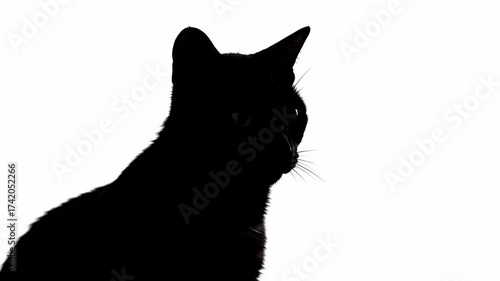 Silhouette of a Black Cat Grace and Elegance
