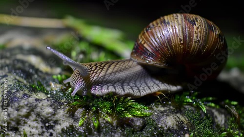Snail's Slow Journey A Close-up of a Gastropod's Nature Walk