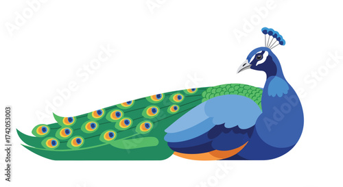 Elegant peacock illustration with vibrant plumage, showcasing artistry and graceful design on a clean white backdrop demonstrating visual appeal
