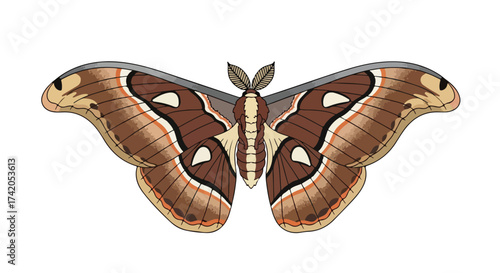 Detailed illustration of a colorful atlas moth isolated on a white background with prominent wing patterns and body structure