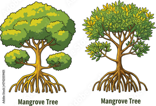 Two illustrated mangrove trees side by side, stylized dense canopy with roots, detailed realistic foliage with exposed roots, comparison nature design, cad drawing flat vector illustration
