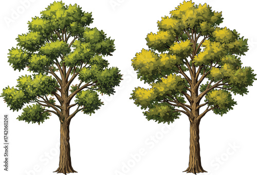 Tall deciduous trees with green and yellow foliage, seasonal transition from summer to autumn, natural forest landscape, detailed bark texture, environmental change illustration