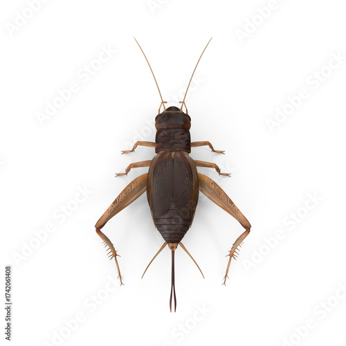 Cricket insect top view isolated on transparent background