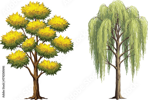 Tree illustration, willow tree with drooping branches, vibrant foliage tree with yellow green leaves, botanical comparison, nature landscape, cad drawing flat vector illustration