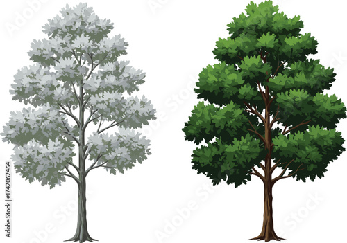 Winter frosty tree with white foliage, green summer tree with lush leaves, seasonal contrast nature landscape, dual tree comparison, cad drawing flat vector illustration