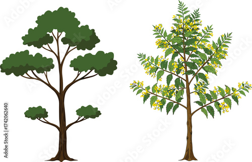 Two different tree species side by side, simple rounded foliage tree and flowering tree with yellow blossoms, botanical nature comparison, cad drawing flat vector illustration