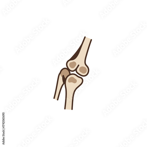 Detailed anatomical illustration of a human knee joint showing bones and cartilage silhouette Flat design vector illustration isolated on a white background