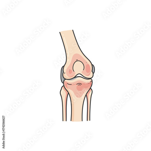 Detailed human knee joint anatomy illustration showing bones ligaments and cartilage silhouette Flat design vector illustration isolated on a white background