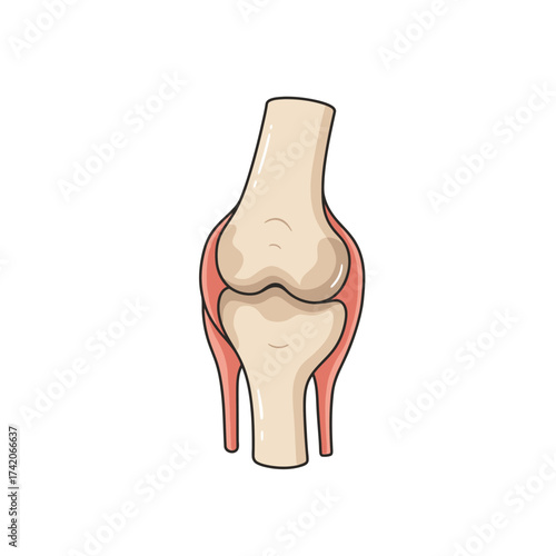 Detailed anatomical diagram of the human knee joint showing bones and ligaments in neutral position silhouette Flat design vector illustration isolated on a white background