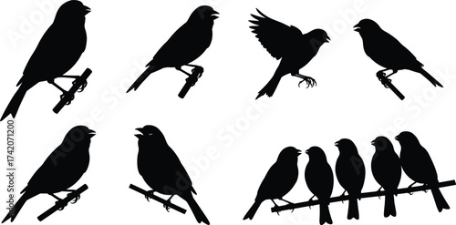 Bird silhouette vector set showing perched, flying, calling, group poses on branches for nature, wildlife, animal stock illustration design