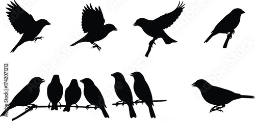 Bird silhouette vector set showing perched, flying, walking, flock poses on branches for nature, wildlife, animal stock illustration design