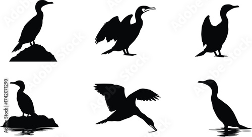 Cormorant bird silhouettes in various poses, flying, standing, drying wings, perched on rocks, waterfowl vector set for wildlife themes