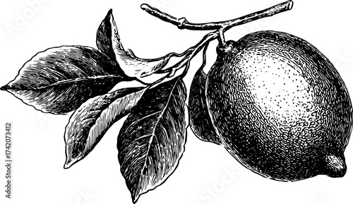 Lemon branch with leaves, depicted in black and white outline. Vintage vector illustration showcasing detailed botanical features.
