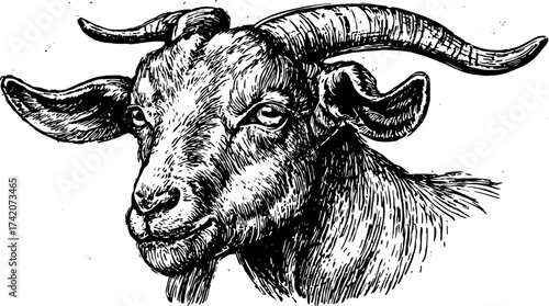Goat line drawing in vintage style with detailed engraving. Realistic animal illustration in black and white, featuring elements of vector design.