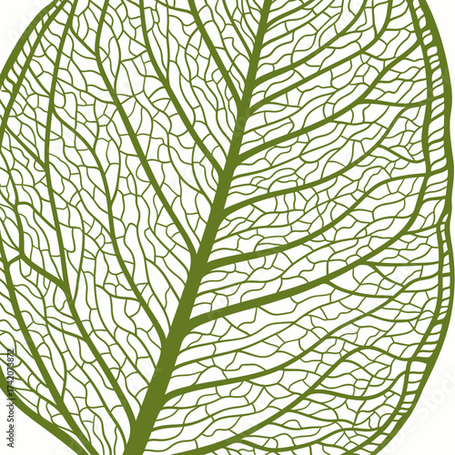 Intricate green leaf vein structure illustrated in a detailed, stylized graphic against a plain white background.