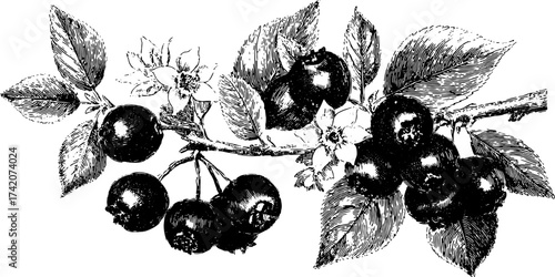 Black and white outline illustration of a berry branch with leaves. Vintage vector illustration featuring detailed botanical elements in engraving style.