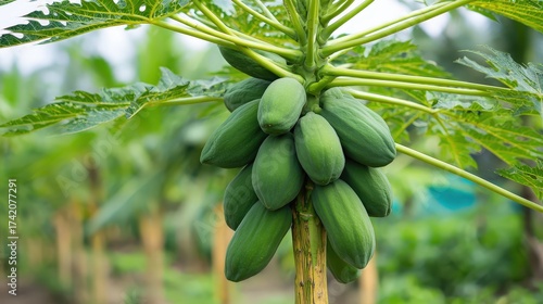 Tropical papaya fruits growing on tree in garden plantation agriculture, green organic fruit farming cultivation harvest production and healthy tropical food photography concept
