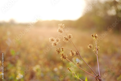 Fototapeta Naklejka Na Ścianę i Meble -  Close up beautiful dry glass flower field in the meadow in sunset shining on wildflower